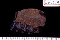 藏品(鹿左下牙床帶第二.三臼齒)的圖片